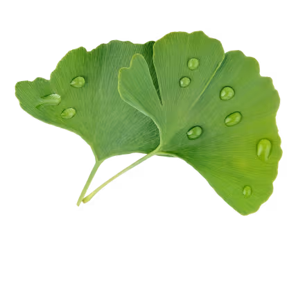 Ginkgo extrakt