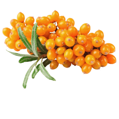 Sanddornfrucht extrakt